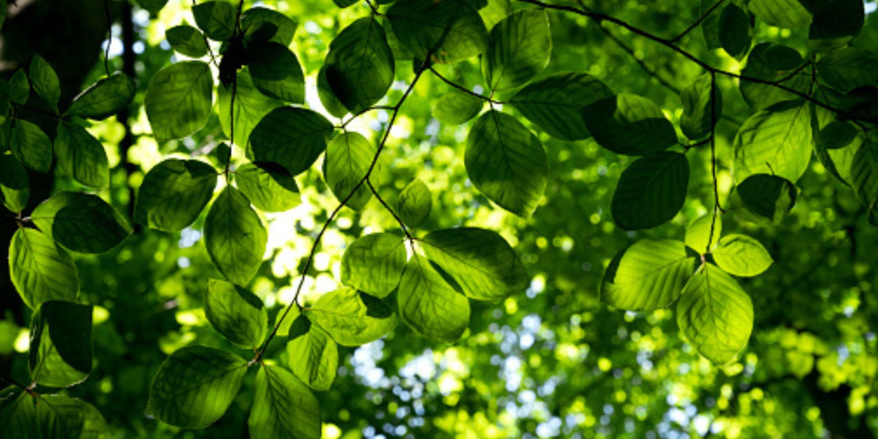 Entre foi et écologie la symbolique des arbres dans la Bible exploré dans une émission sur Présence Protestante