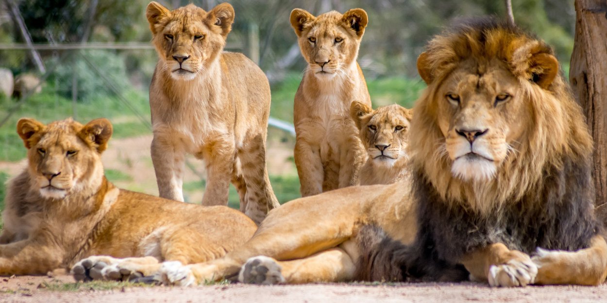 La prière qui envoie dans la fosse aux lions