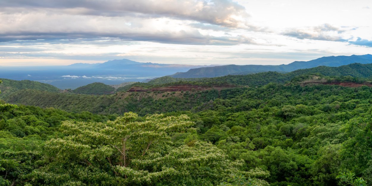 Les forêts  réserve nourricière face aux aléas climatiques