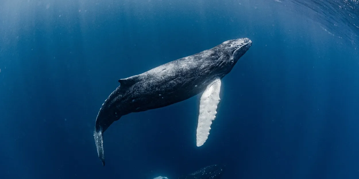 Un kayakiste avalé par une baleine au Chili tel un Jonas des temps modernes