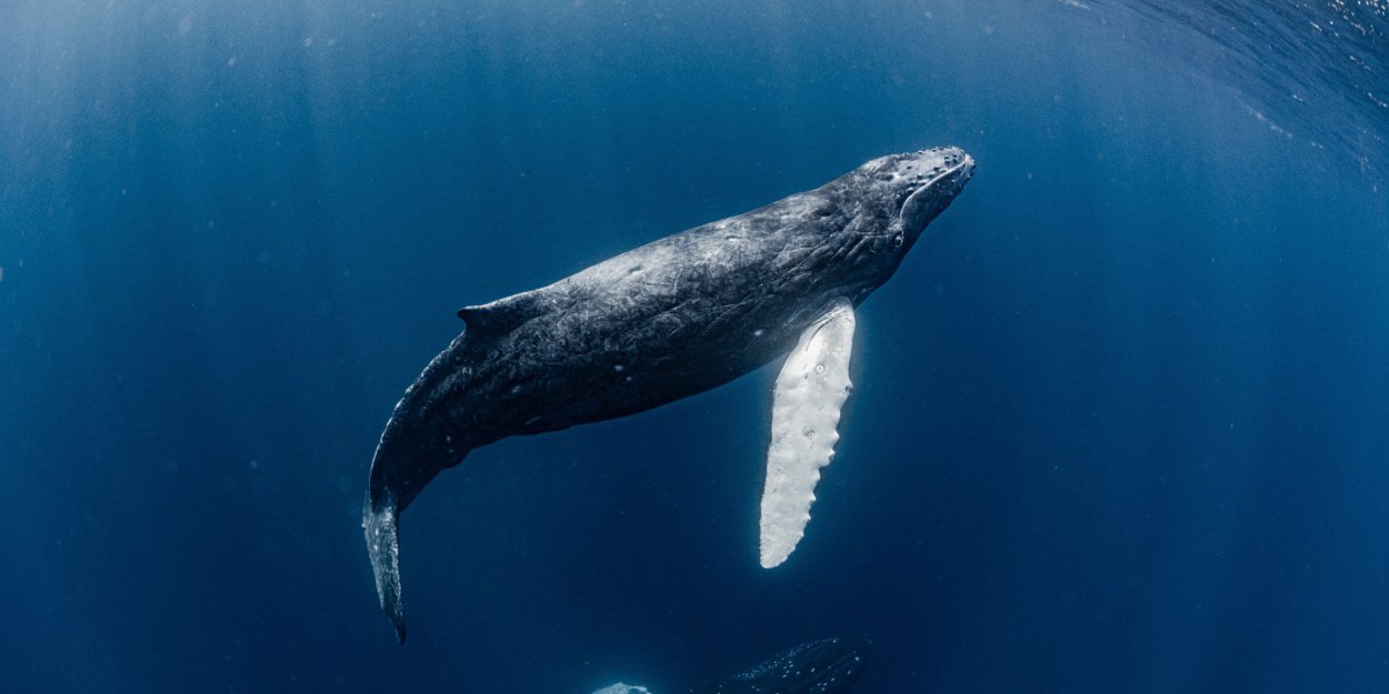 Un kayakiste avalé par une baleine au Chili tel un Jonas des temps modernes