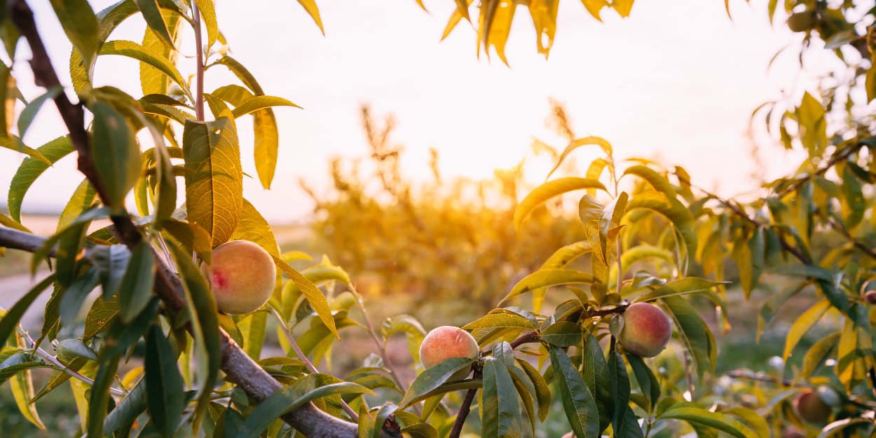 appelle_porter_fruit_presenciel